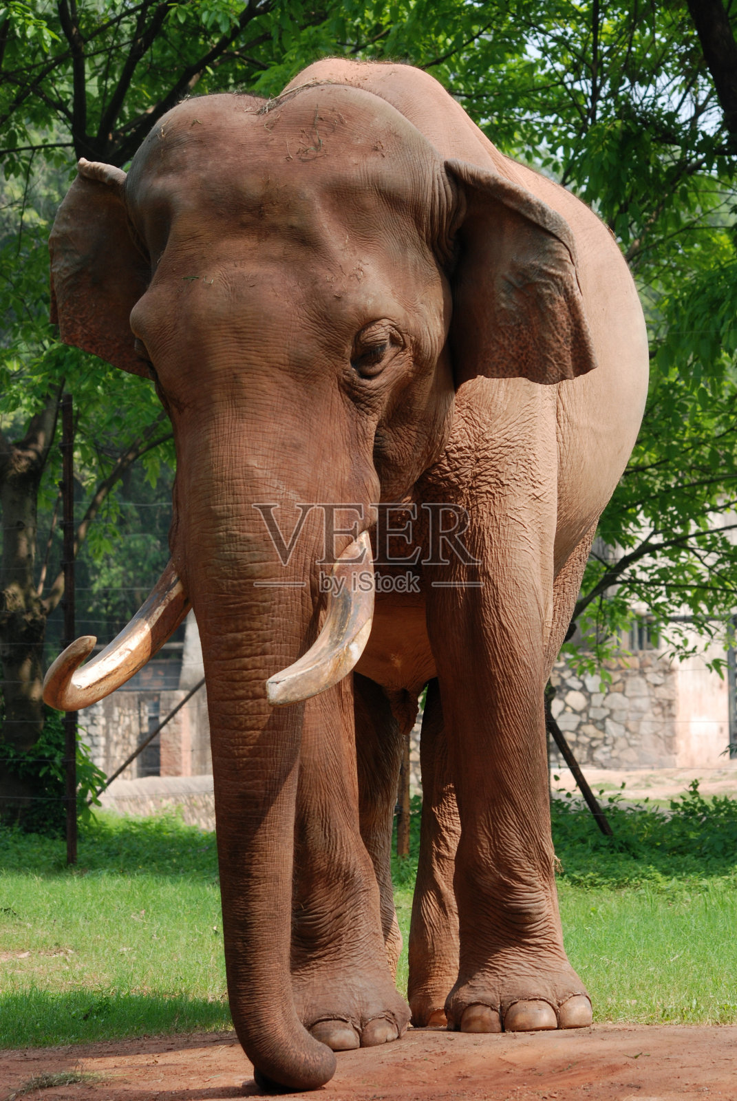 动物大象照片摄影图片