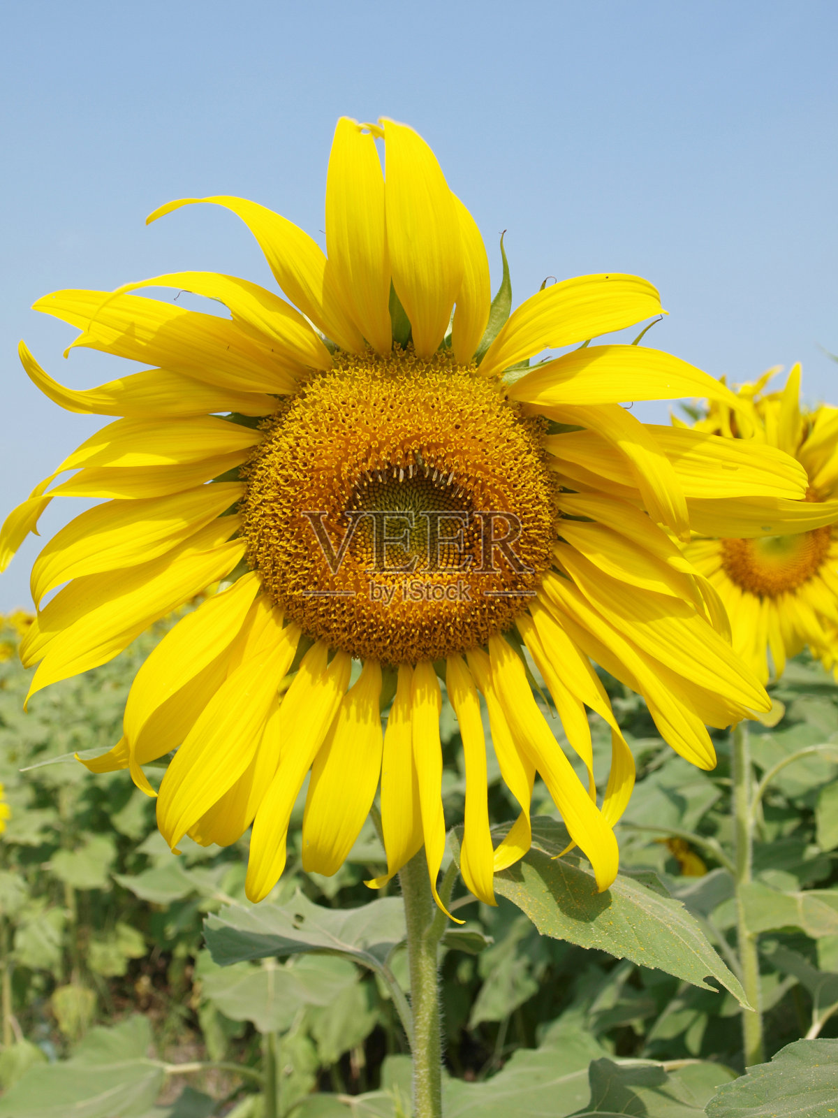 向日葵花照片摄影图片