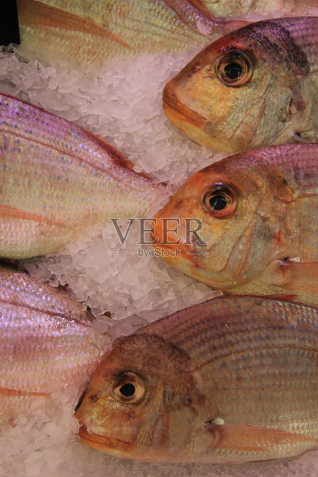 Gilt-head鲤科鱼照片摄影图片