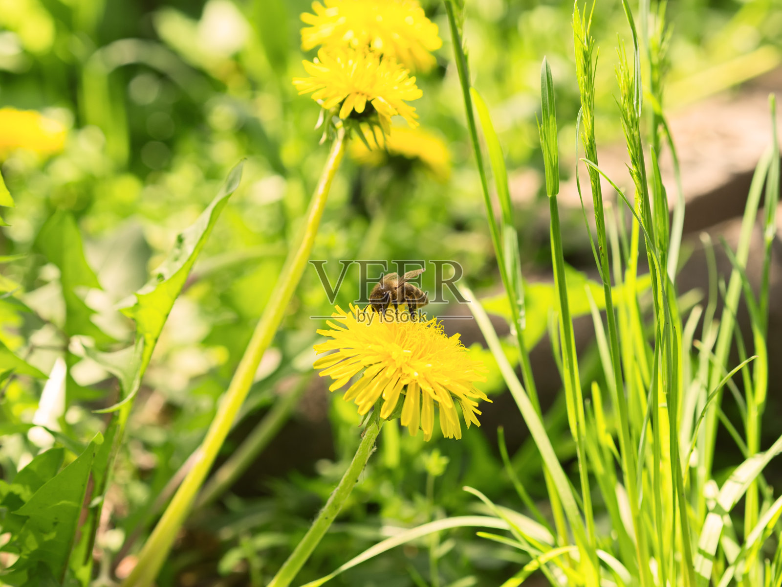 蒲公英上的蜜蜂照片摄影图片