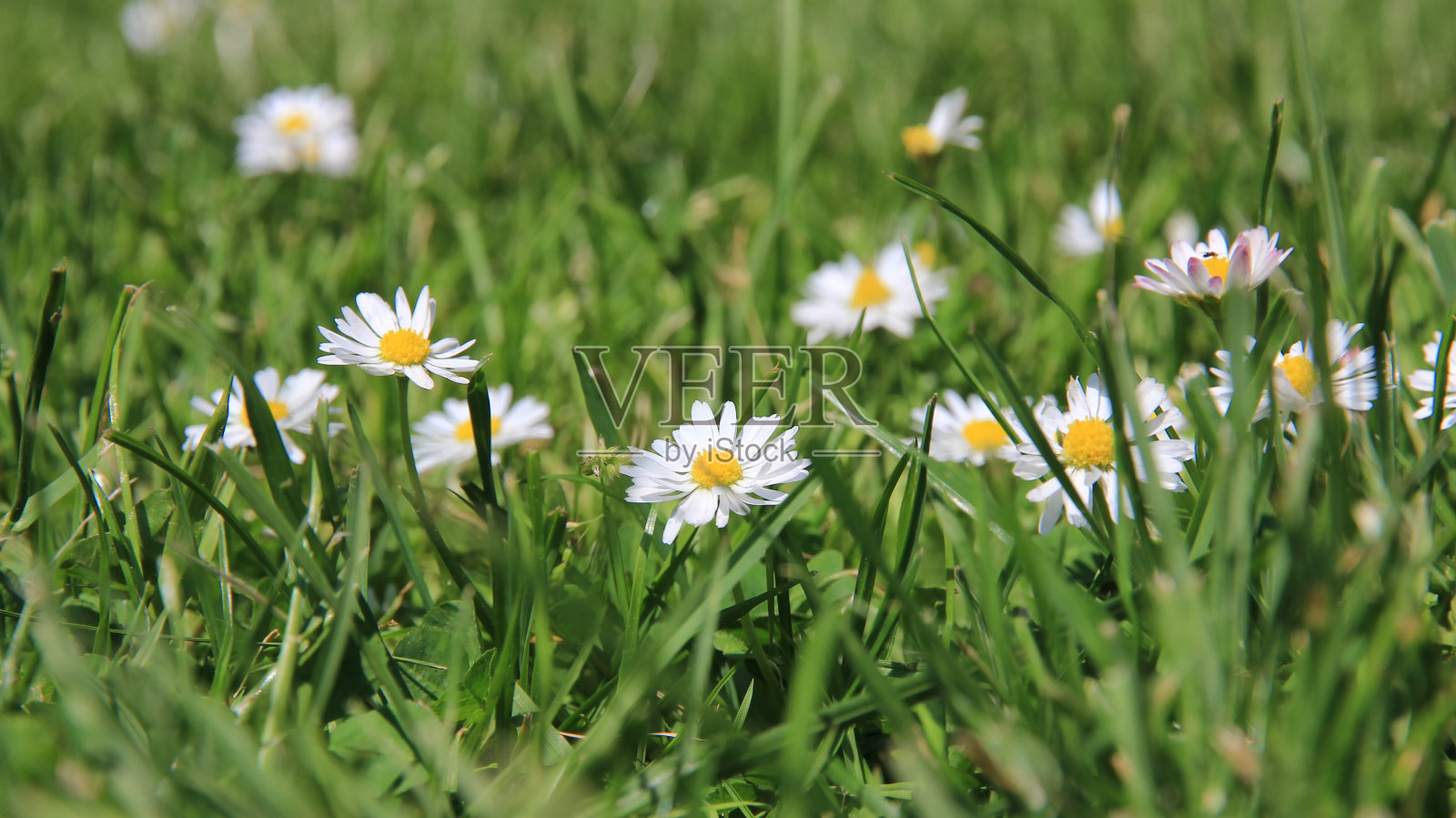 草地上的白花照片摄影图片
