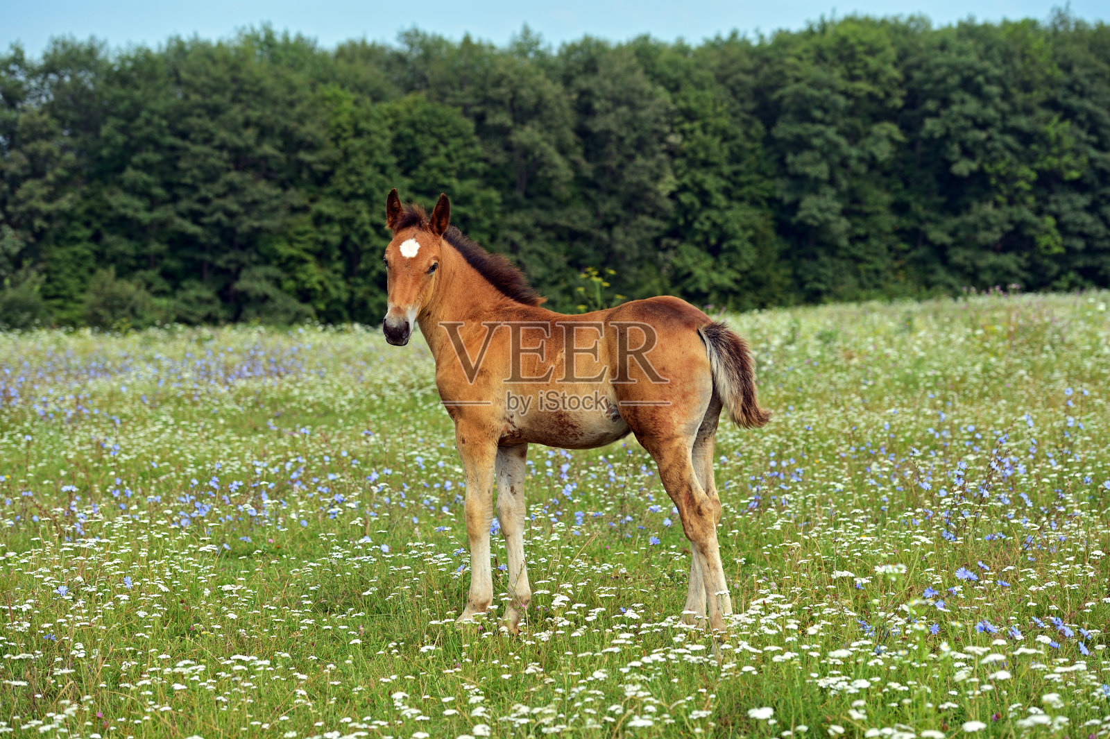 马照片摄影图片