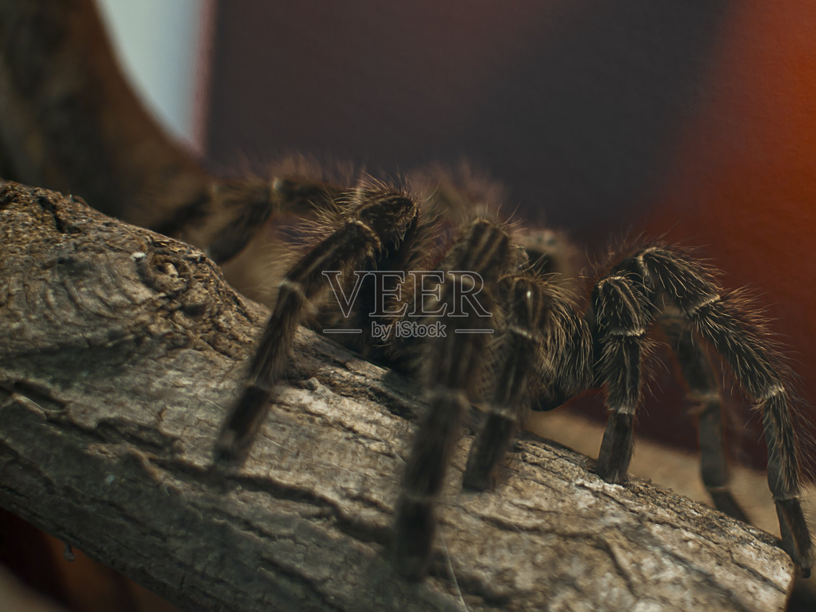 狼蛛照片摄影图片