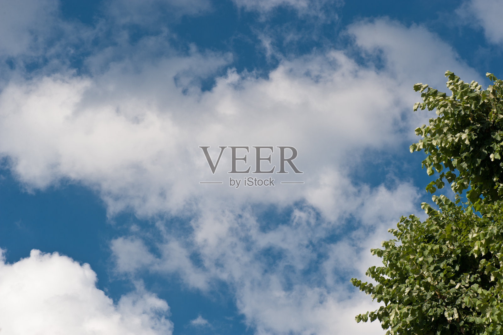 绿叶映天照片摄影图片