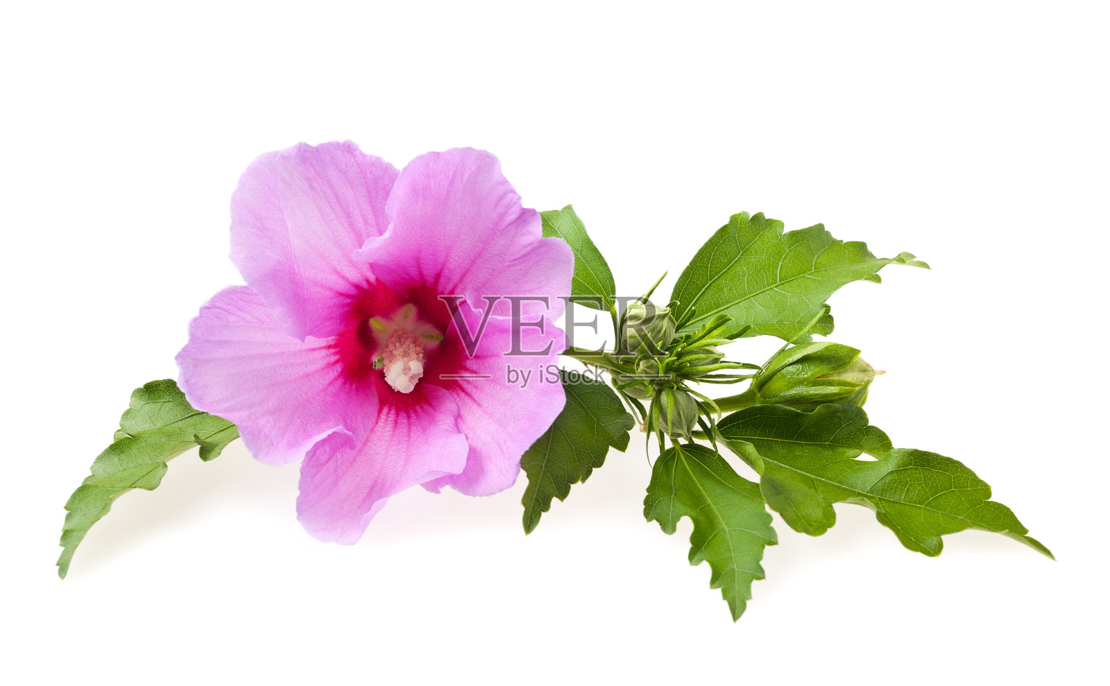 芙蓉照片摄影图片