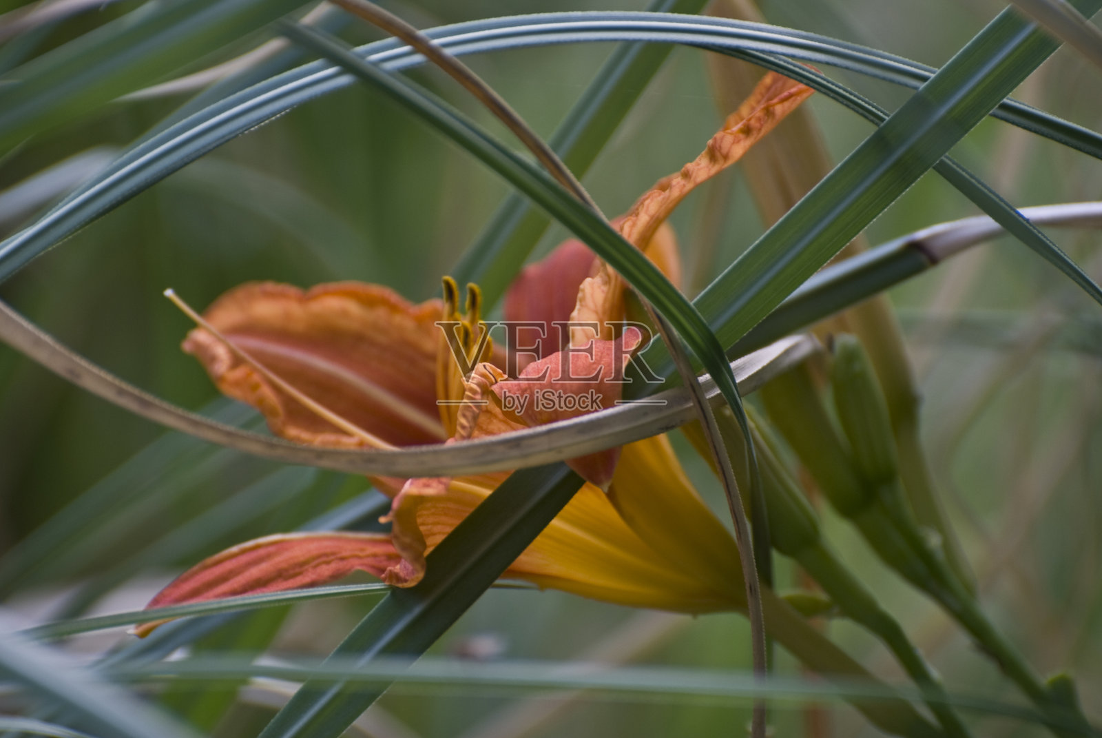 Azucena水平照片摄影图片