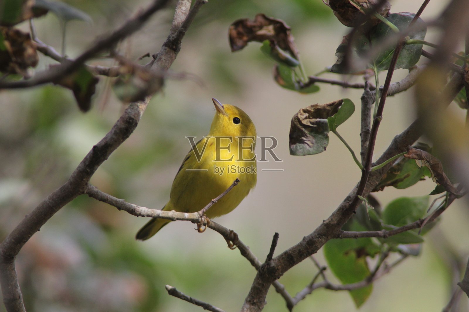 黄色莺照片摄影图片