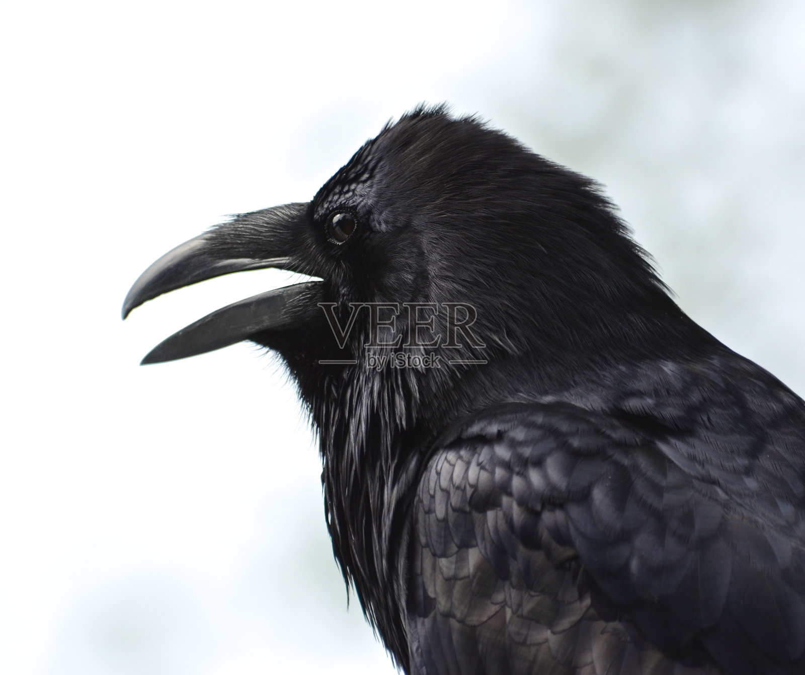 乌鸦说照片摄影图片