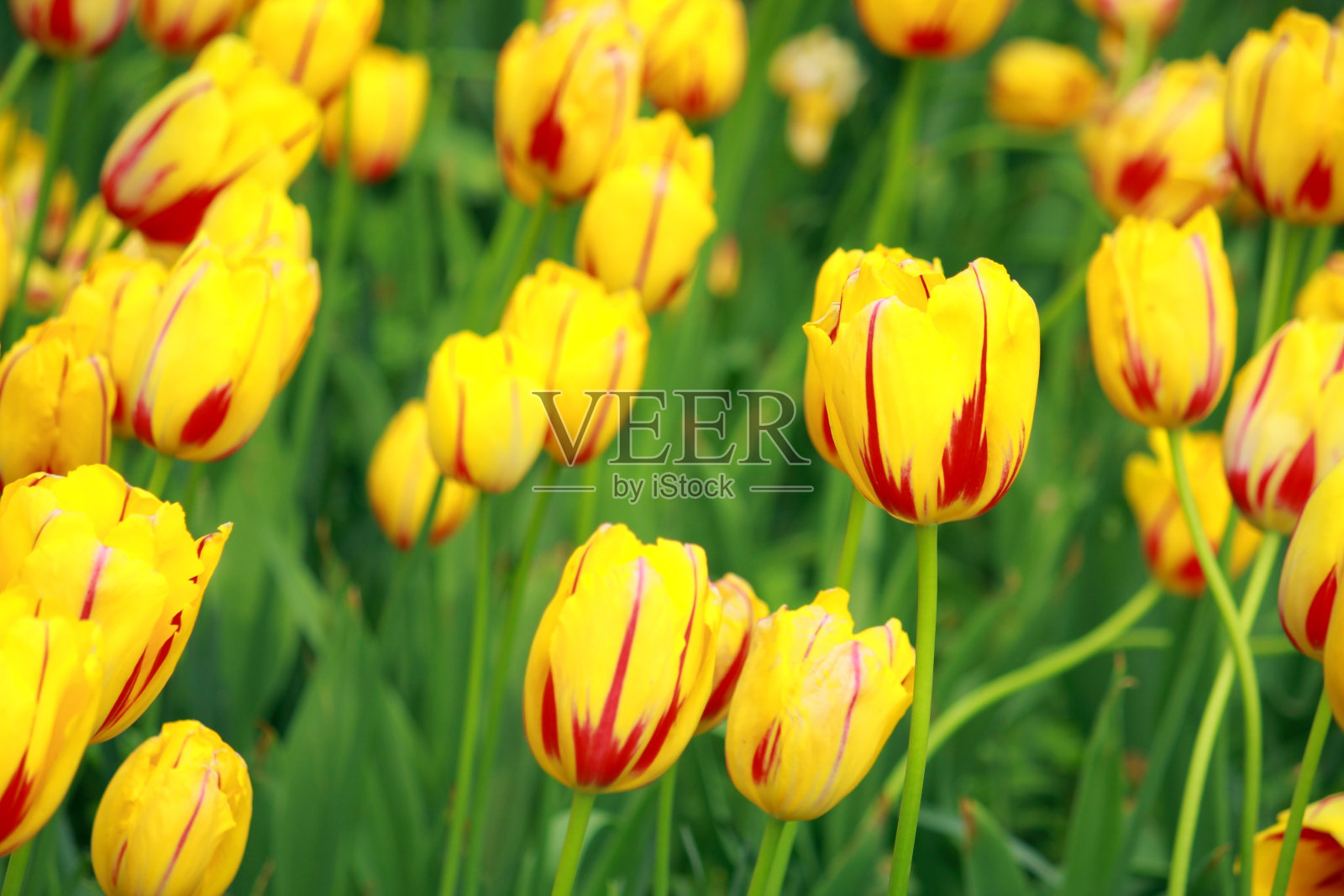 黄色郁金香照片摄影图片