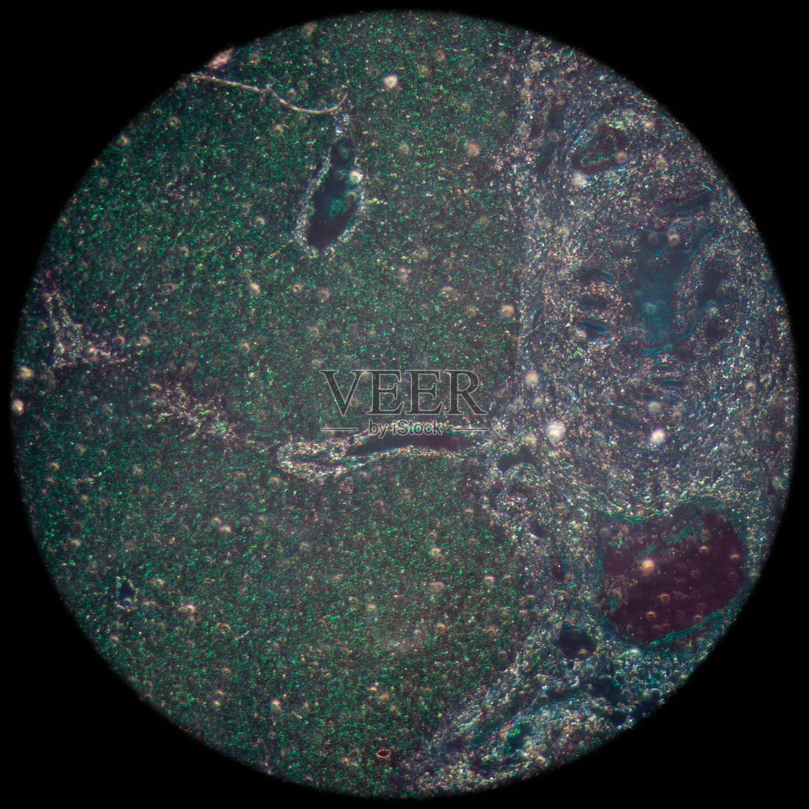 肝组织的显微照片照片摄影图片