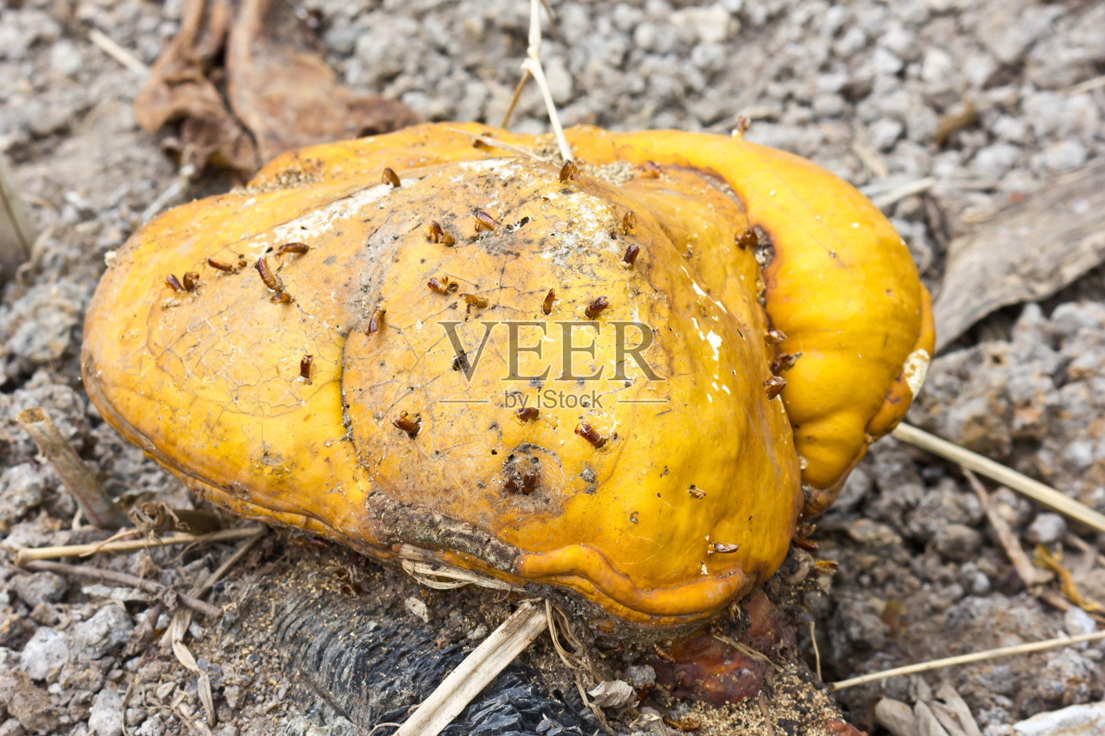 蘑菇照片摄影图片