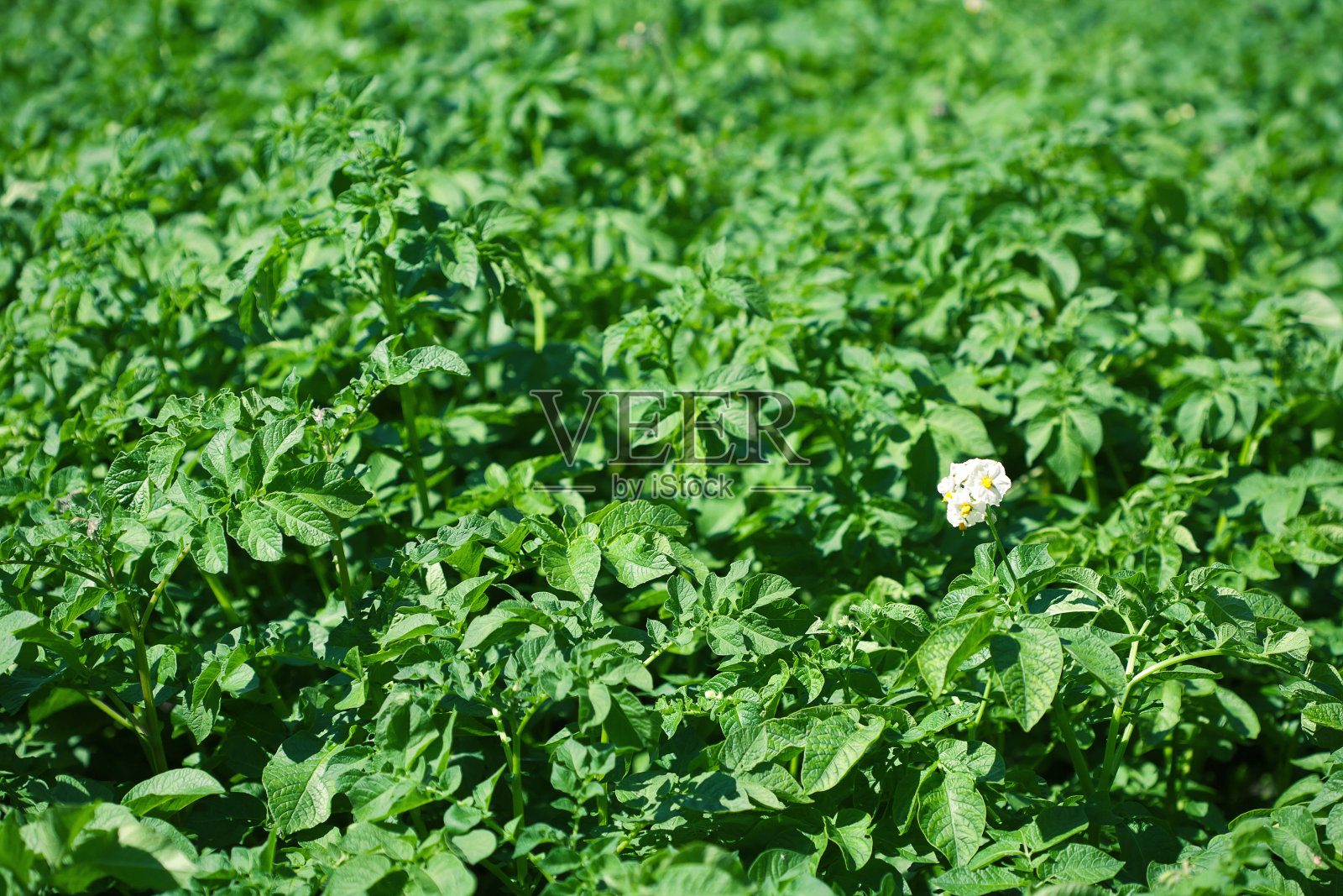 马铃薯花的盛开照片摄影图片