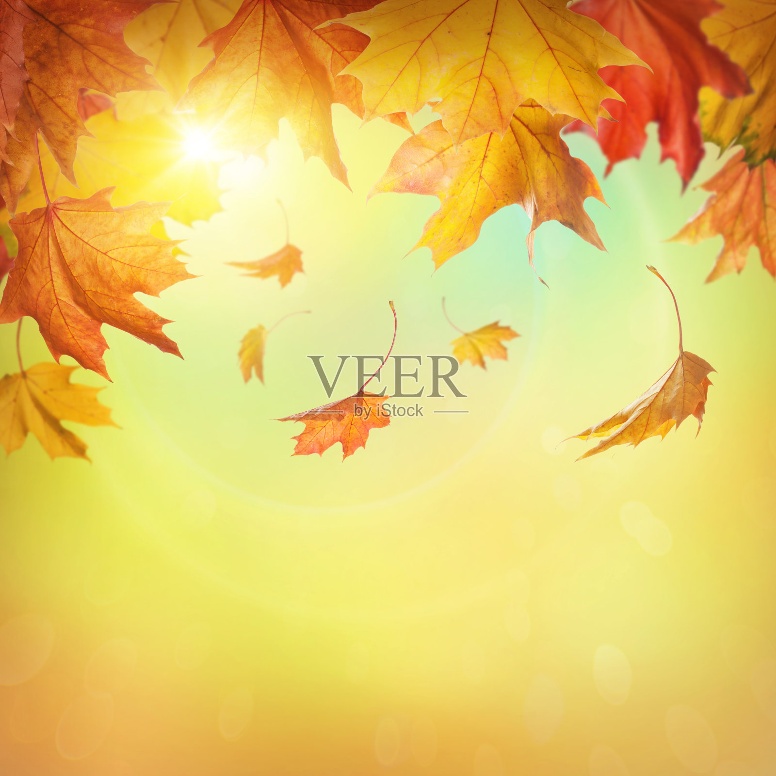 秋天的落叶照片摄影图片