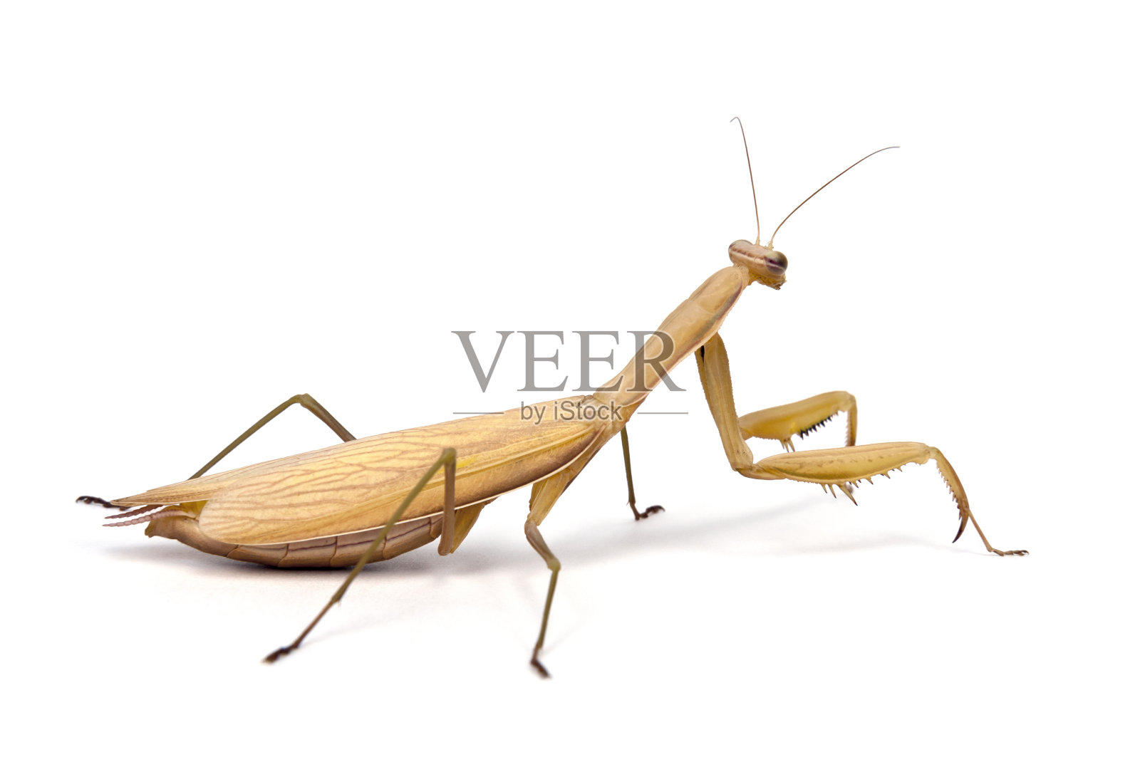 白色背景的螳螂照片摄影图片