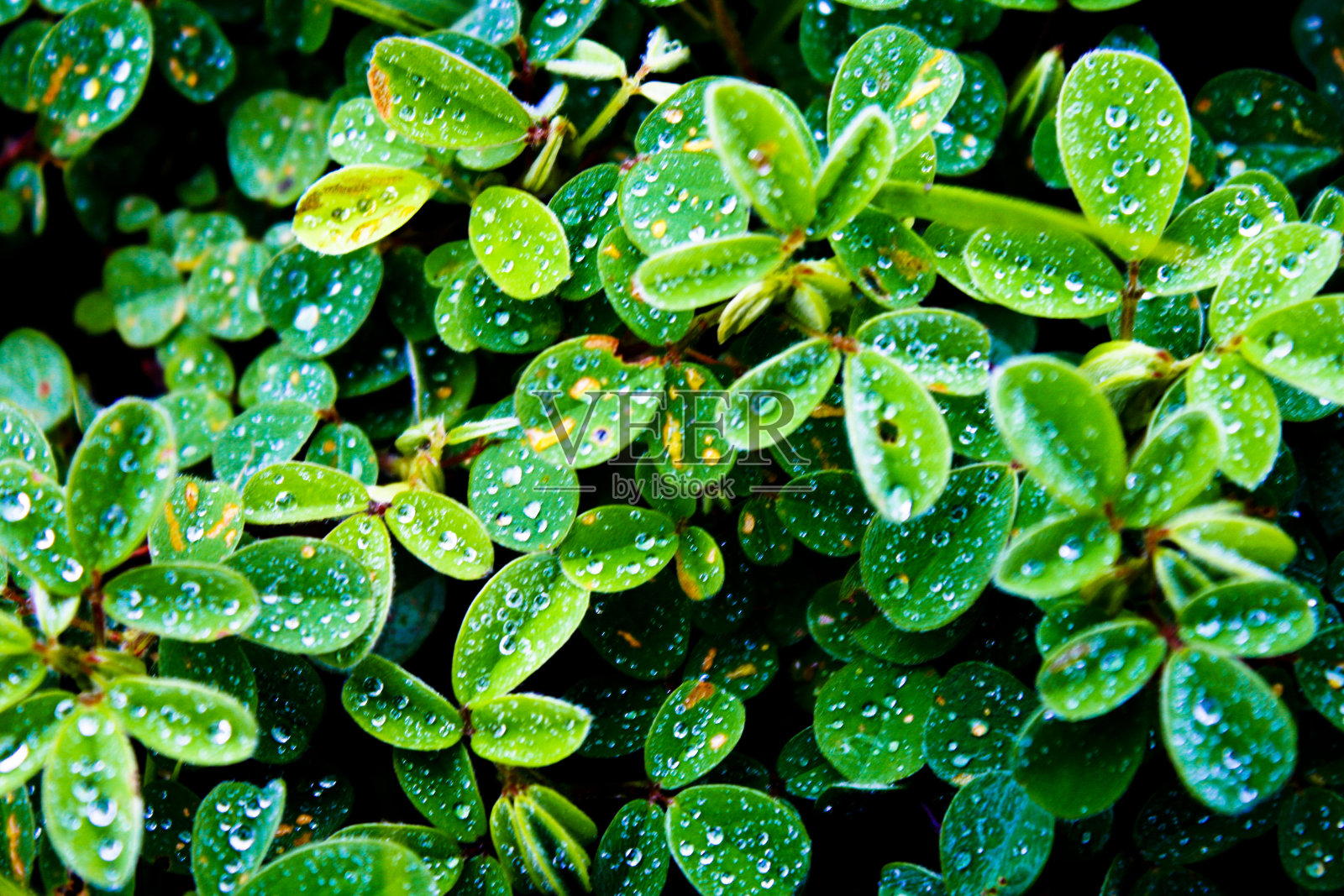 叶子照片摄影图片