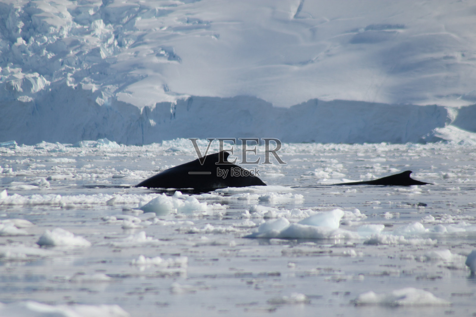 南极洲的座头鲸照片摄影图片