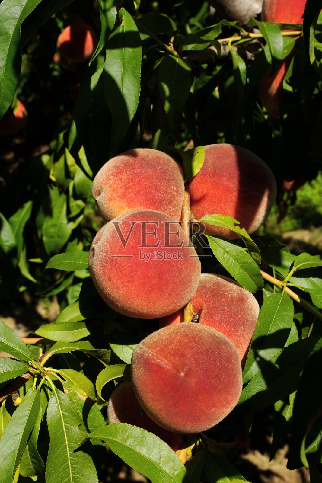 水果花园。桃树。照片摄影图片