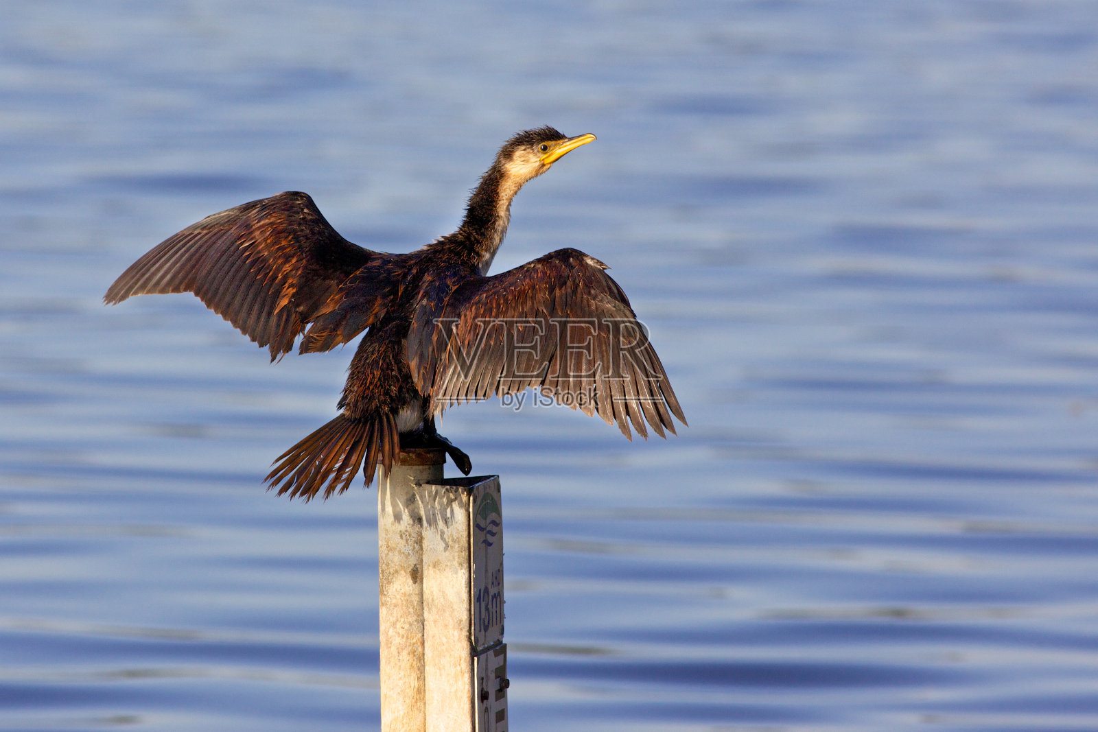 小德派鸬鹚照片摄影图片