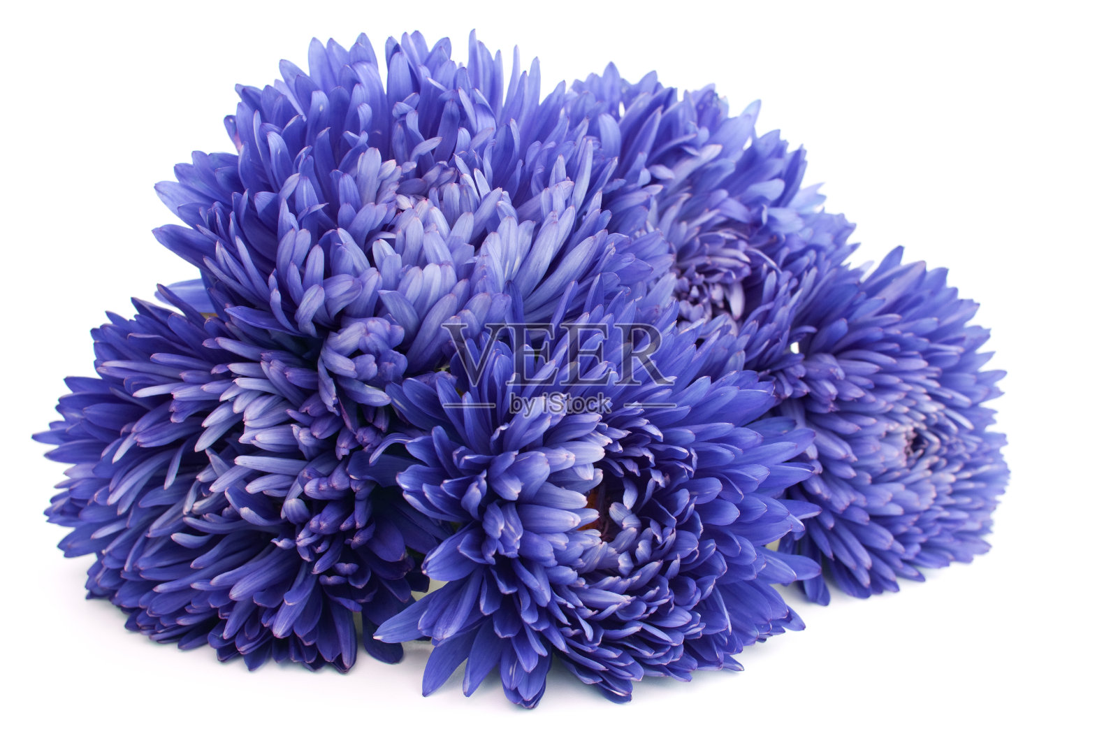 白色背景下的花朵特写镜头照片摄影图片