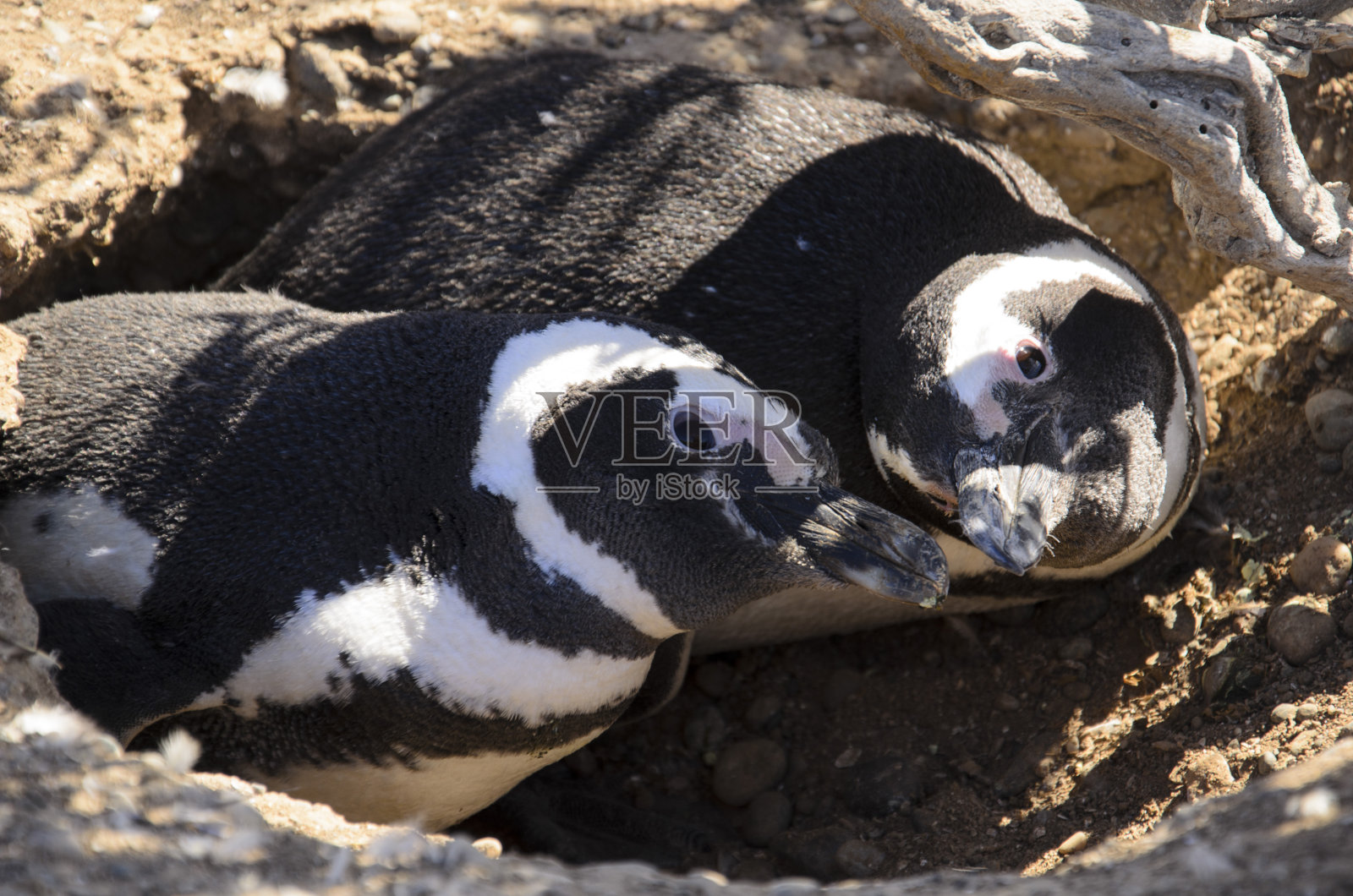 一对企鹅照片摄影图片