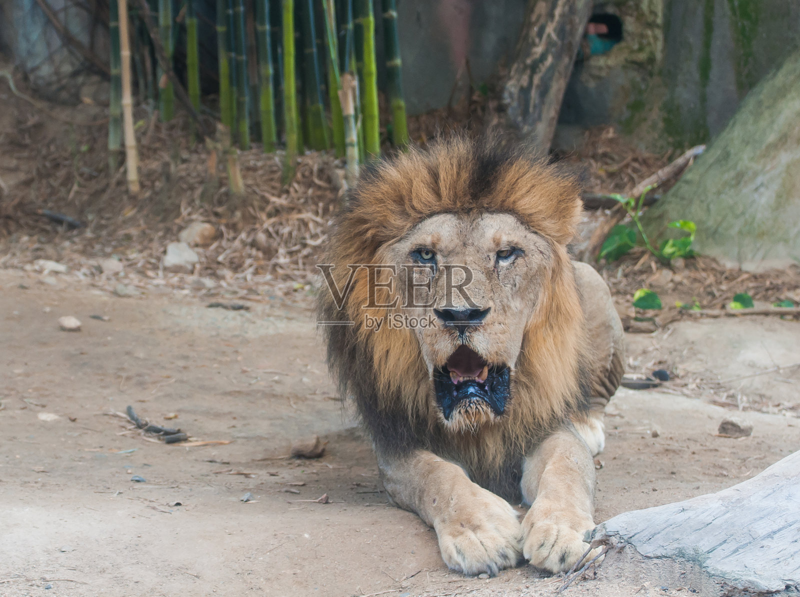 岁的母狮子照片摄影图片