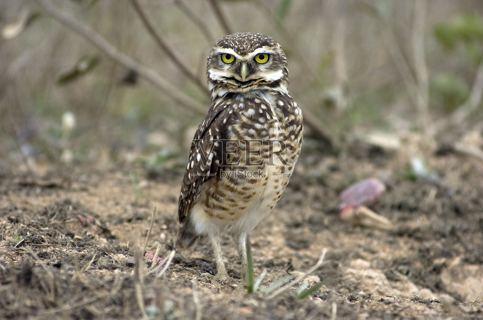 猫头鹰照片摄影图片