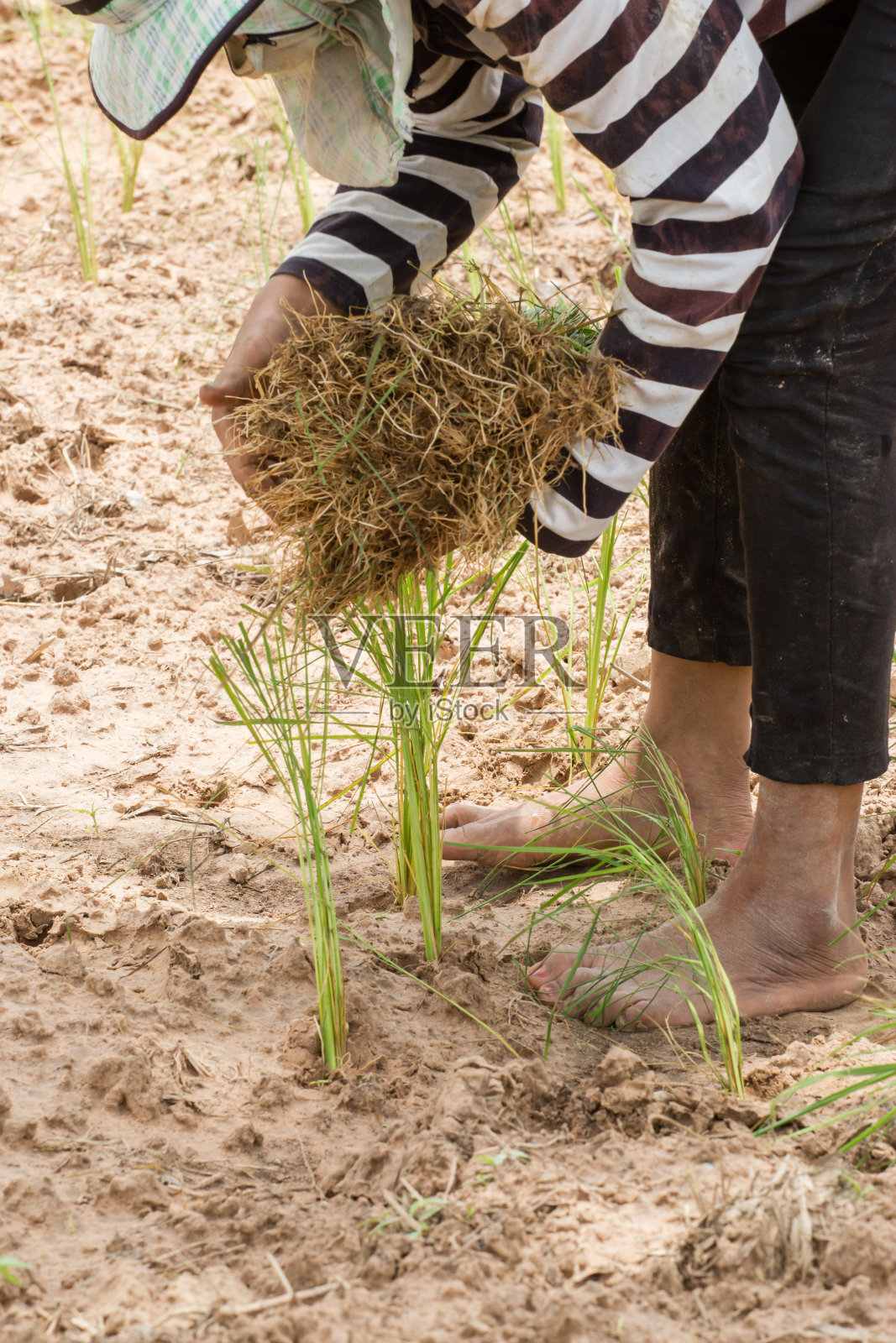 一位泰国农民正在旱地里插秧照片摄影图片