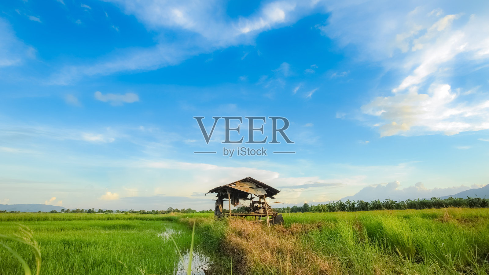 令人惊叹的蓝天和稻田里的小屋。照片摄影图片