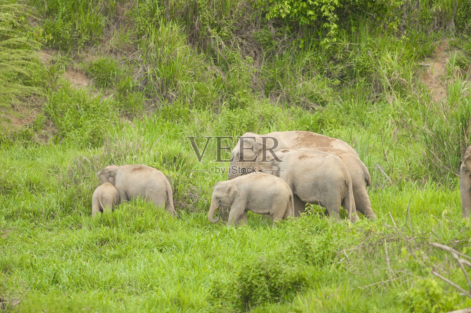 家族的大象照片摄影图片