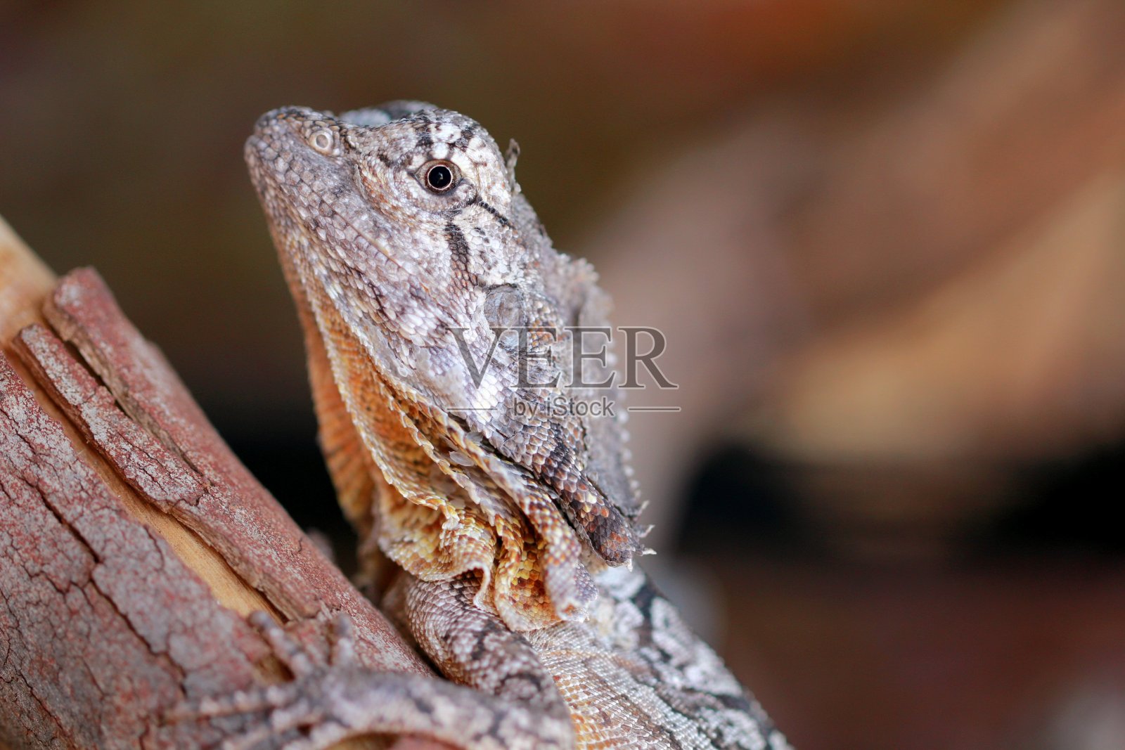澳大利亚皱颈蜥蜴照片摄影图片
