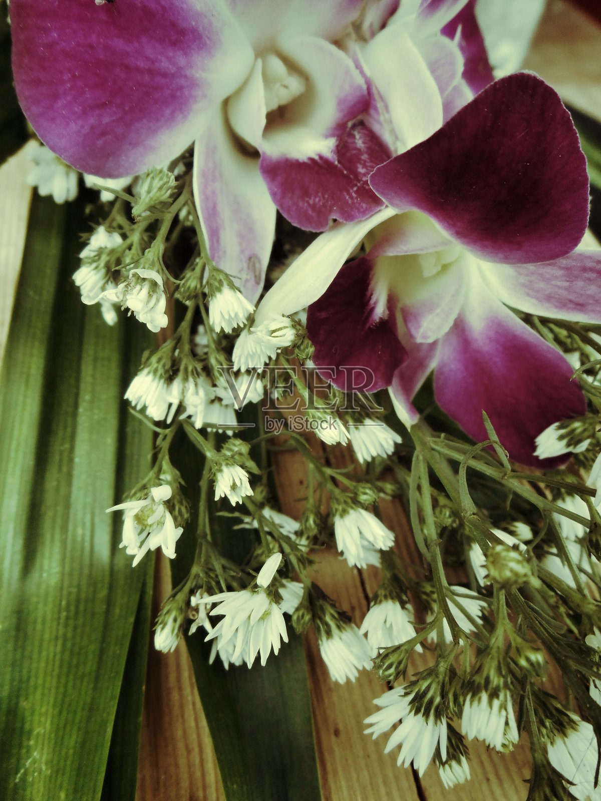 粉色兰花照片摄影图片