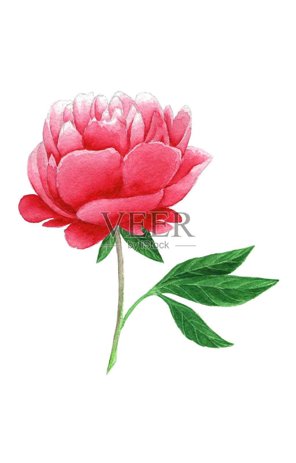 水彩画牡丹花照片摄影图片