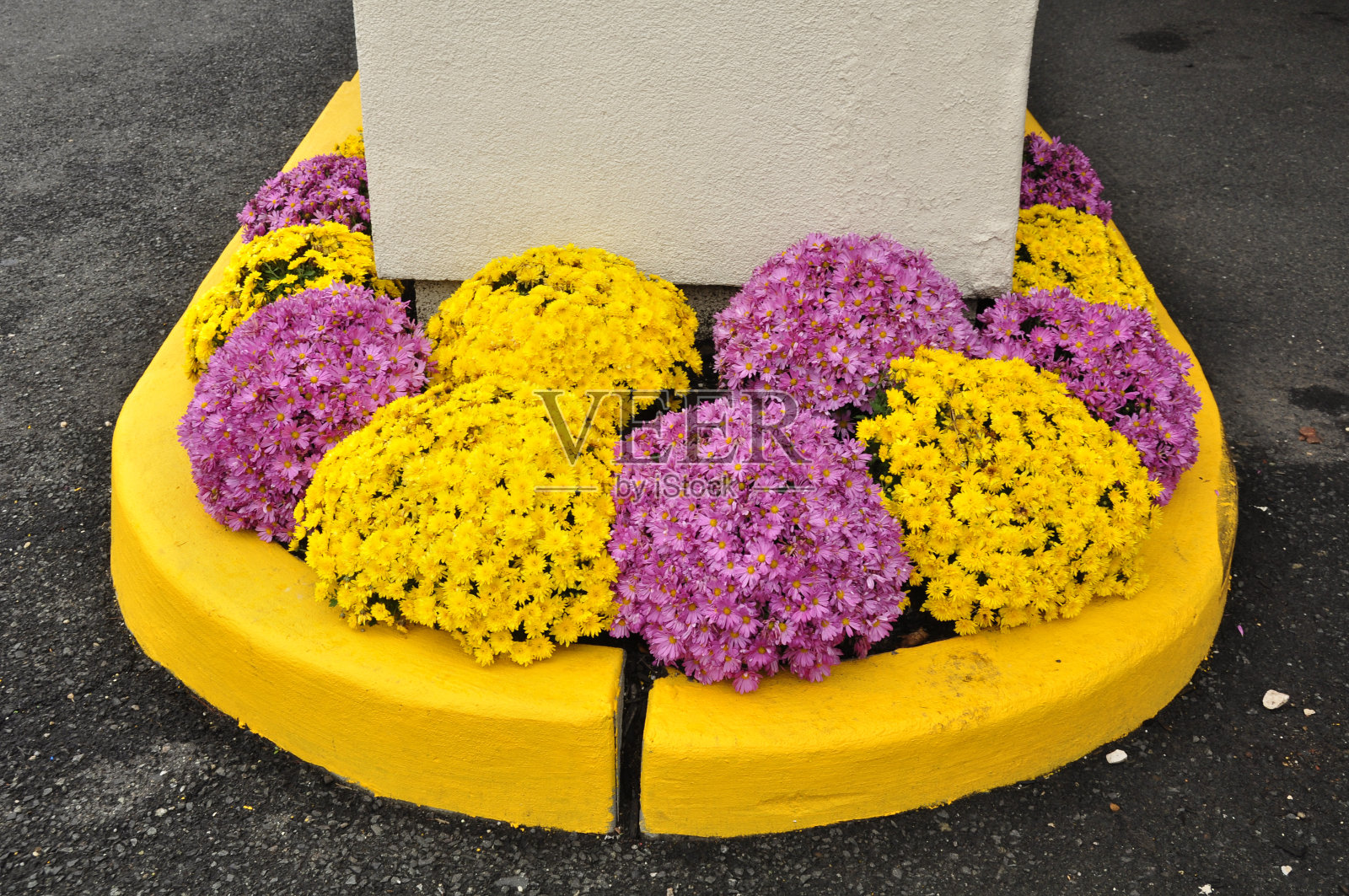 菊花照片摄影图片