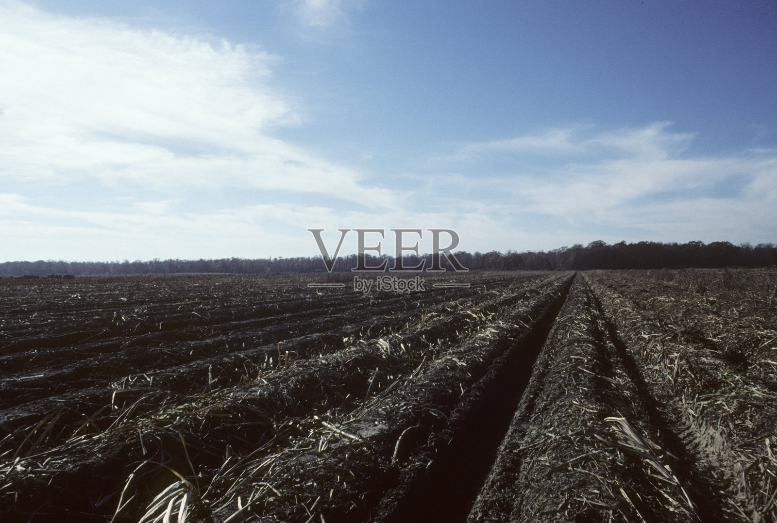 美国路易斯安那州的甘蔗种植和收割。照片摄影图片