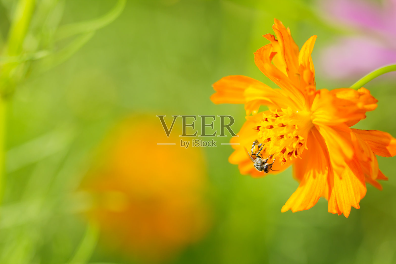 采集雏菊花粉的工蜂照片摄影图片