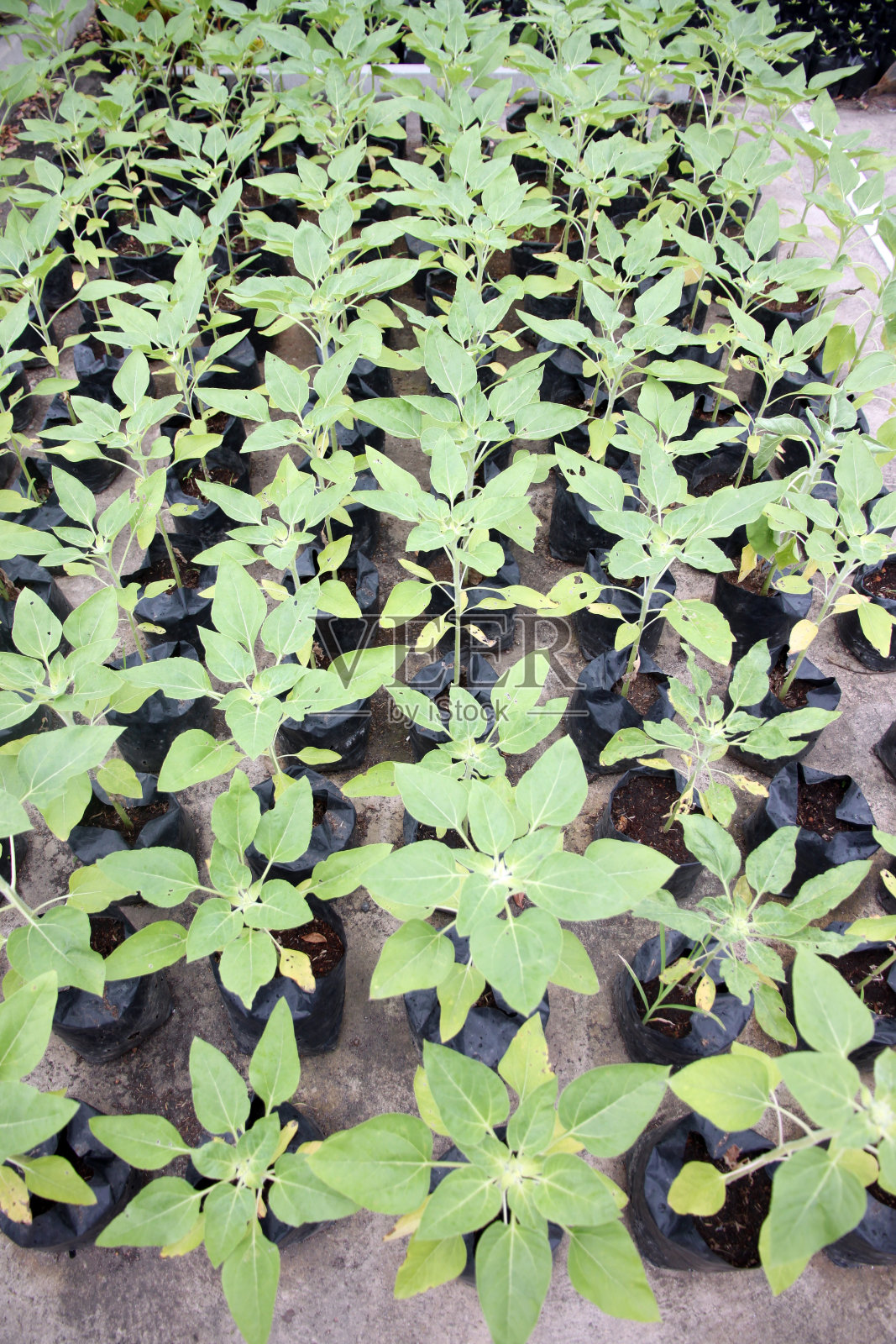 苗木在花园中生长以种养。照片摄影图片