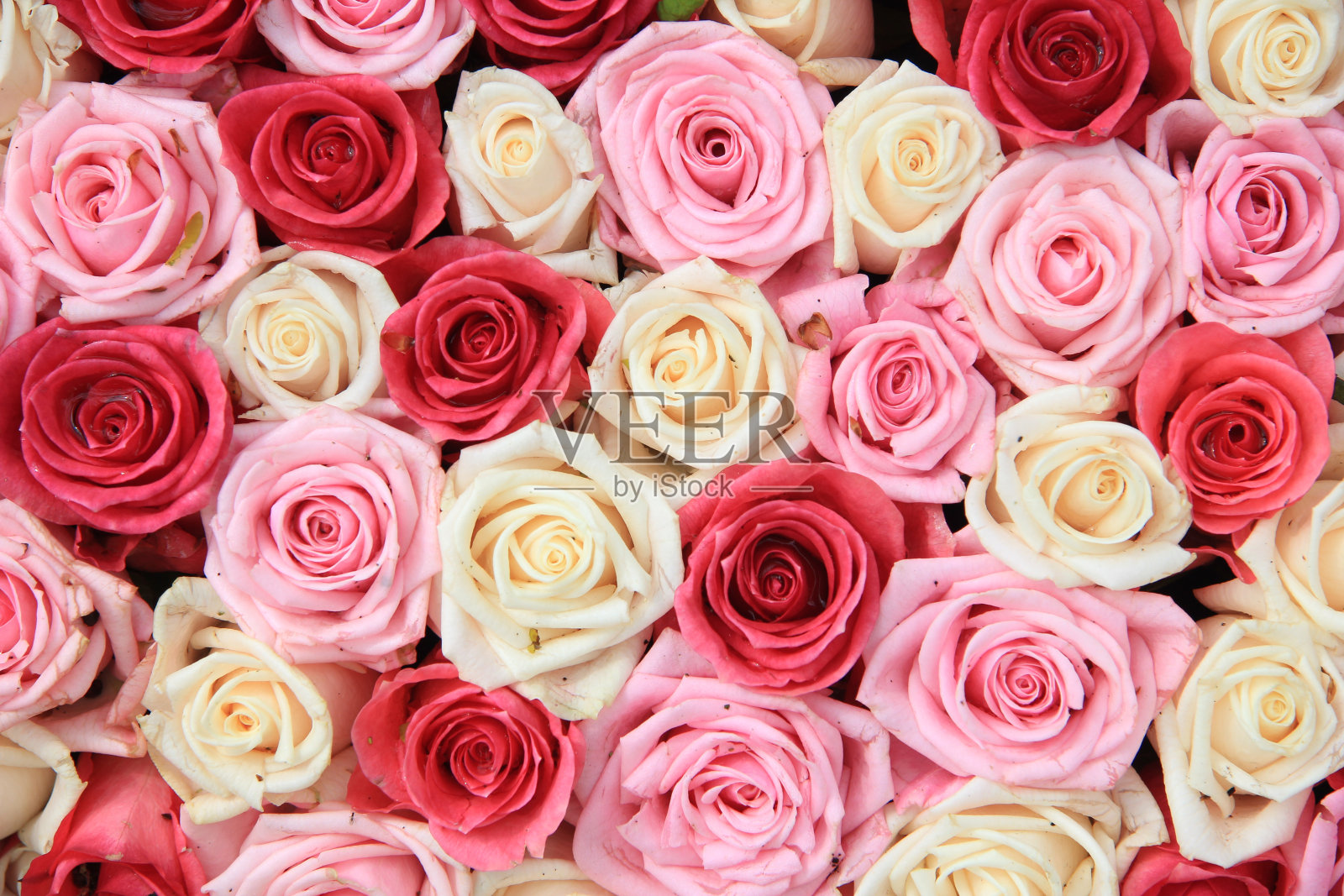 白色和粉红色的玫瑰排列照片摄影图片