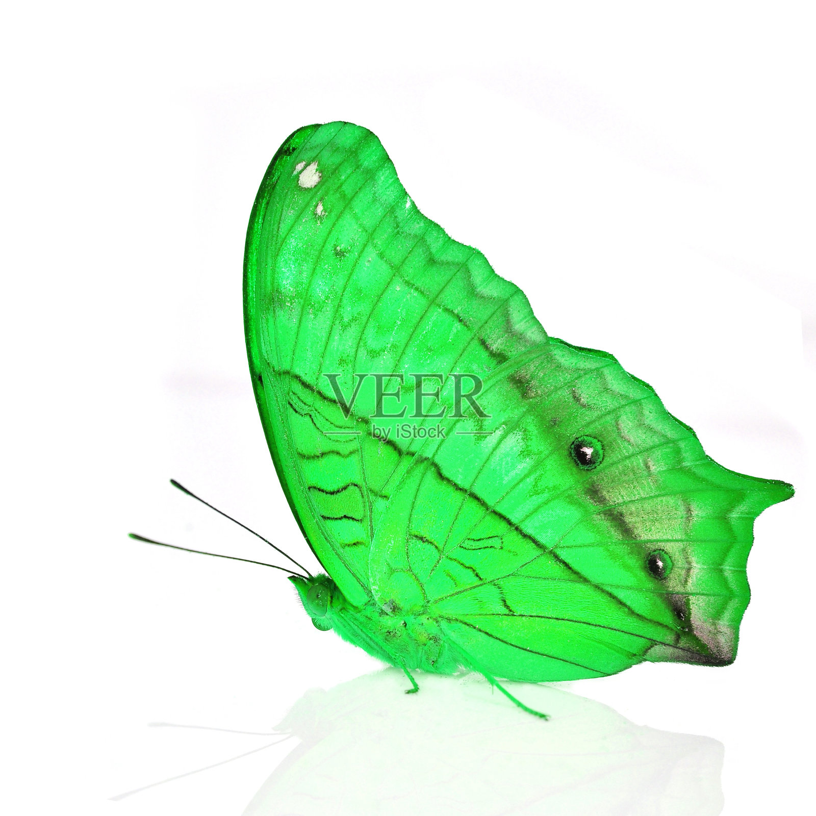 绿色的蝴蝶照片摄影图片