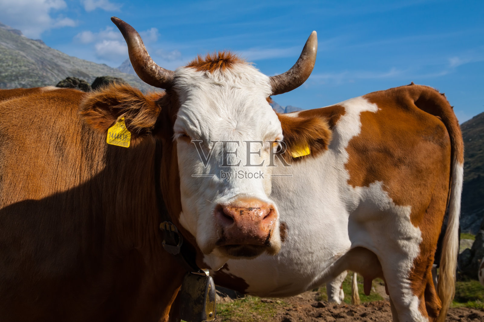 阿尔卑斯山草地上的奶牛照片摄影图片