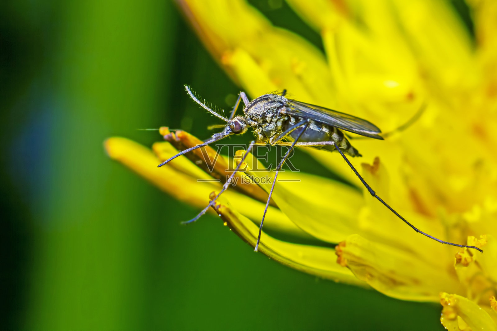 蚊子照片摄影图片