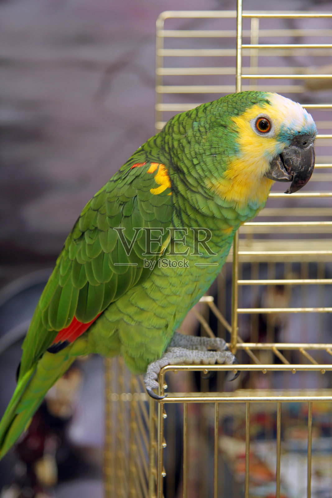 Eclectus鹦鹉,男照片摄影图片