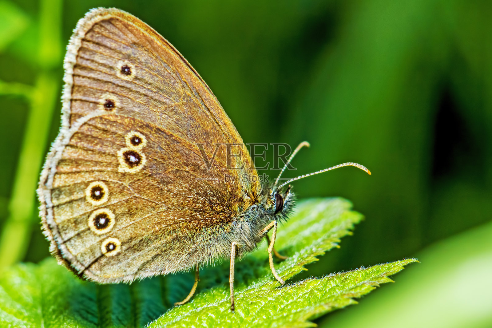 稀少的荒野(地名英雄)照片摄影图片
