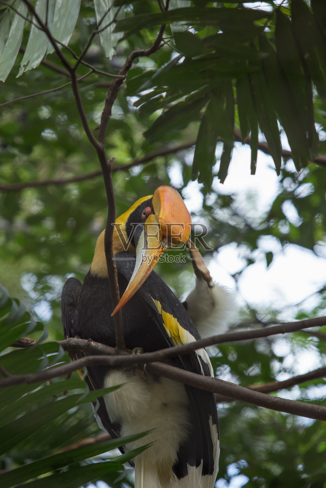 大犀鸟照片摄影图片