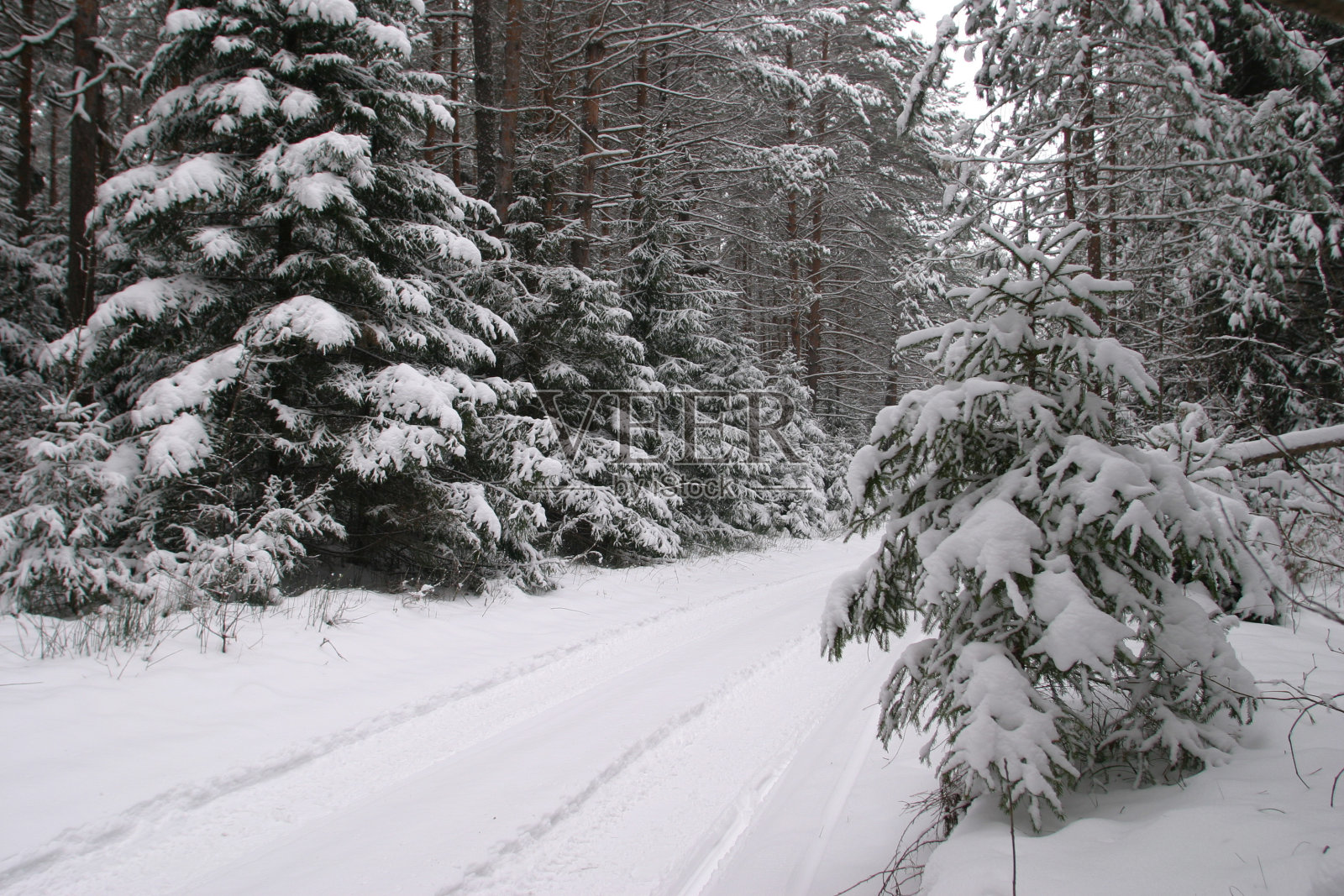 冬天的路在森林里照片摄影图片