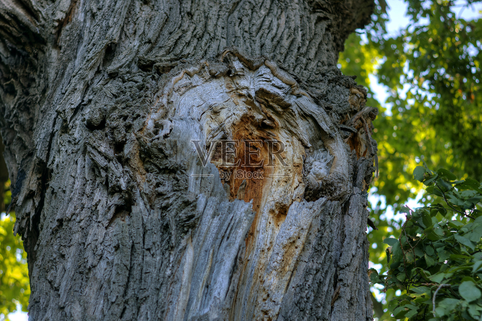树干照片摄影图片