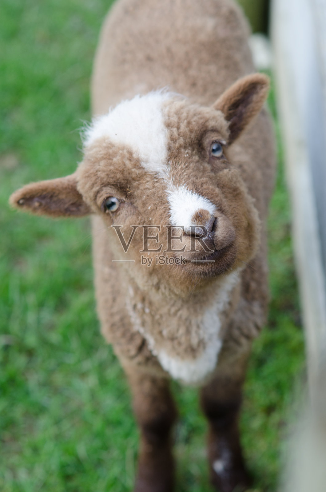 绿色草地上可爱的小羊羔照片摄影图片