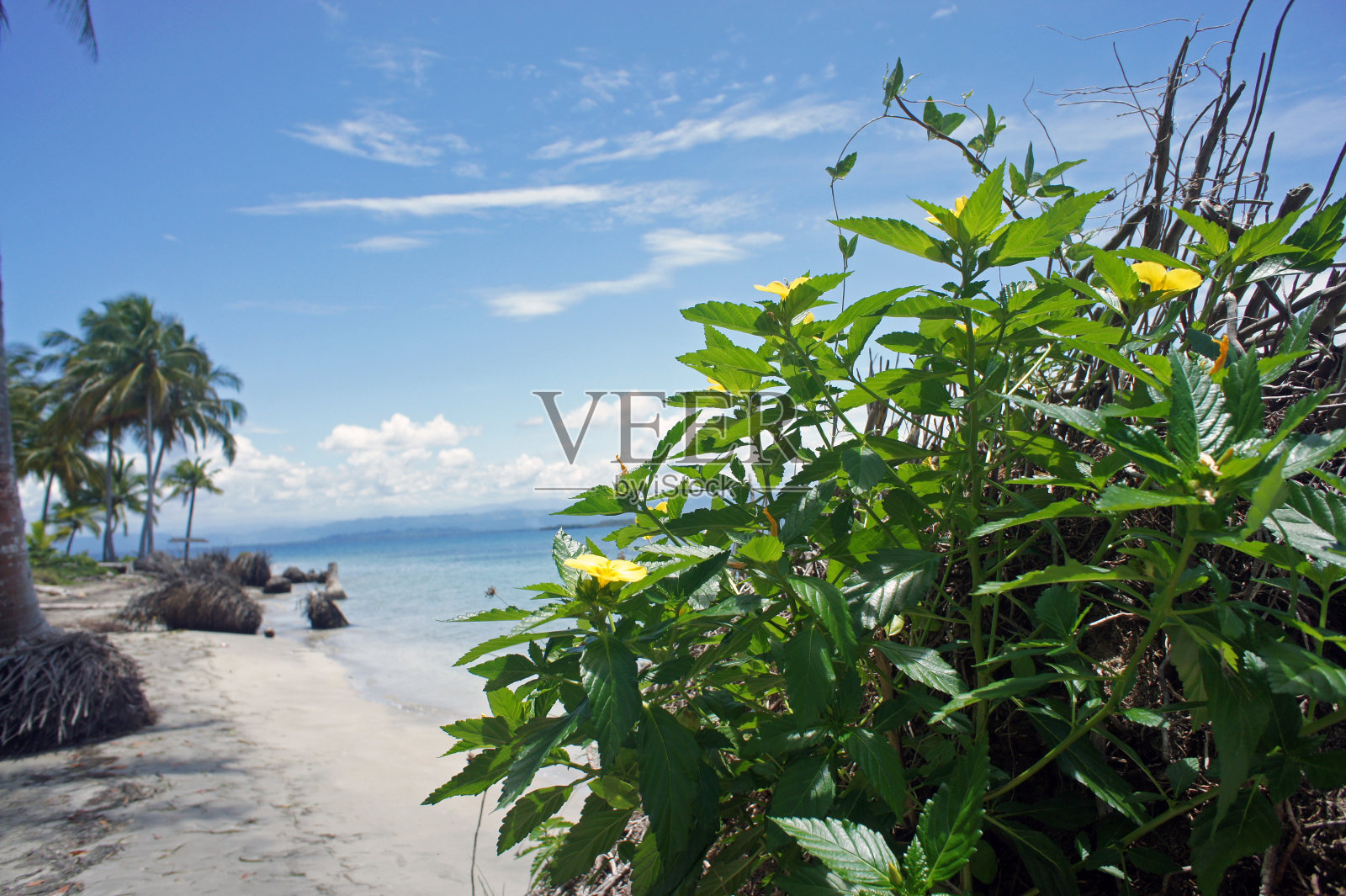 来自哥斯达黎加的印象照片摄影图片