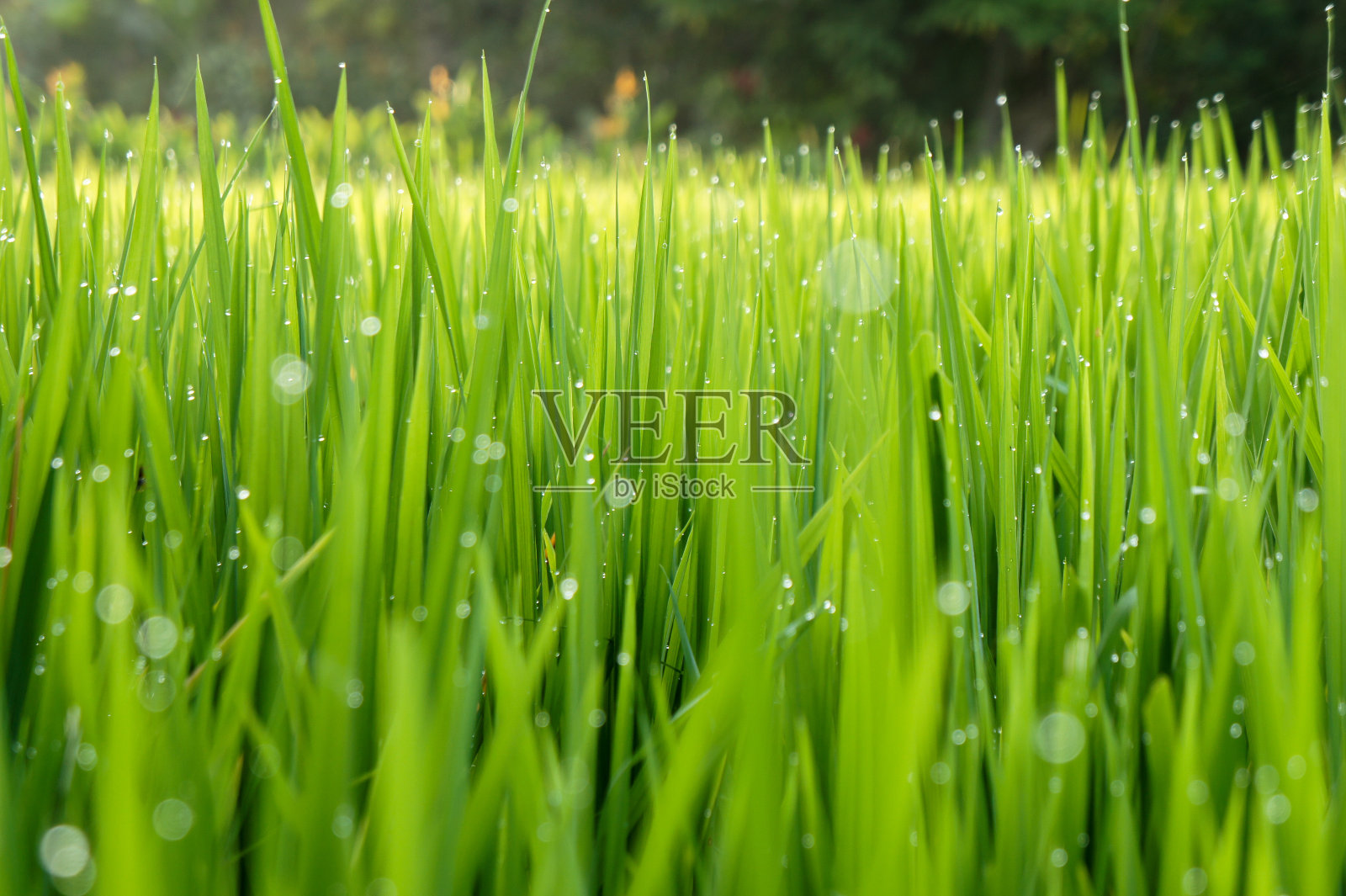 稻田02照片摄影图片