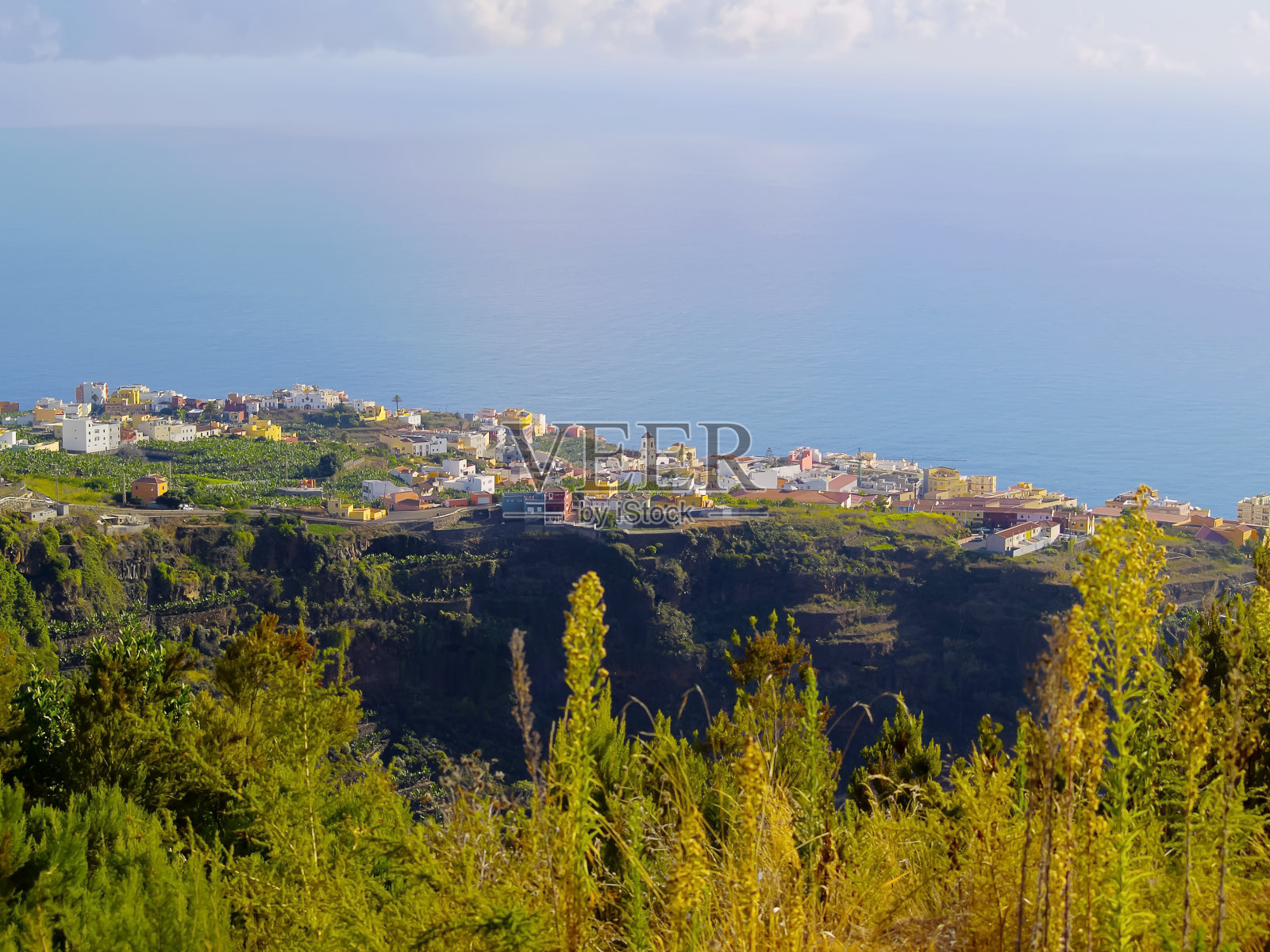 酱汁，棕榈树照片摄影图片