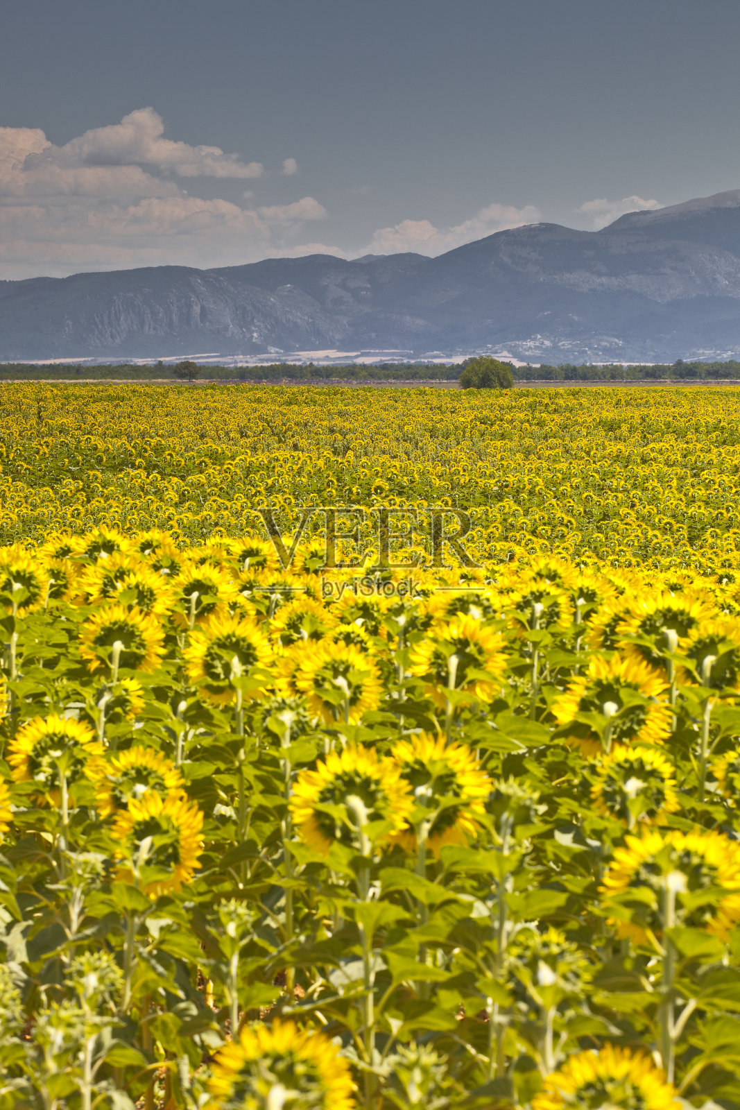 普罗旺斯向日葵照片摄影图片